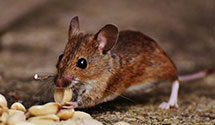 24 Hour & Emergency Exterminators in Bussey, IA